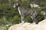 WHIPPET 113